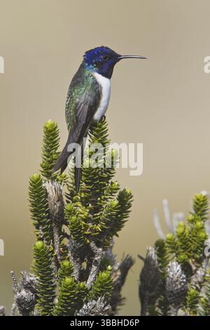 Ecuadorian Hillstar (Oreotrochilus chimborazo), Ecuador, Südamerika Stockfoto