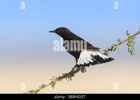 Trauer-Wheatear (Oenanthe lugens warriae) auf einem Zweig, Eilat, Israel, Asien Stockfoto