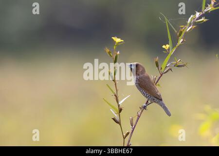 Schuppenbrüste (Lonchura punctulata), Bali, Indonesien, Asien Stockfoto