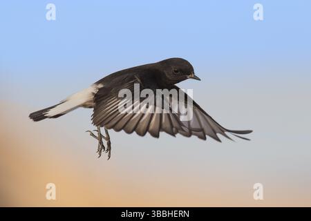 Trauer Wheatear (Oenanthe lugens warriae) Fliegen, Eilat, Israel, Asien Stockfoto