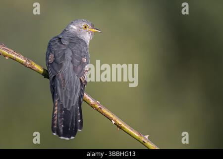 Gemeiner Kuckuck (Cuculus canorus), Sachsen-Anhalt, Deutschland, Europa Stockfoto
