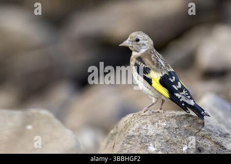 Europäischer Goldfink (Carduelis carduelis) auf einem Stein, Andalusien, Spanien, Europa Stockfoto