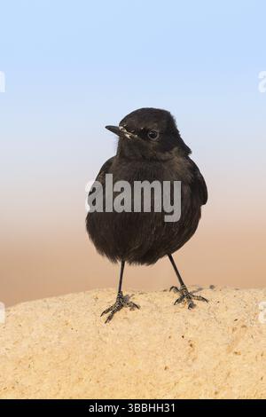 Trauer Wheatear (Oenanthe lugens warriae) auf einem Stein, Eilat, Israel, Asien Stockfoto