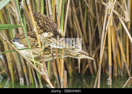 Kleine Bittern (Ixobrychus minutus) Jungtiere auf der Suche nach Nahrungsmitteln, Thüringen, Deutschland, Europa Stockfoto