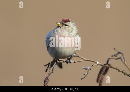Arctic Redpoll (Acanthis hornemanni) thront auf einem Ast, Niederlande Stockfoto