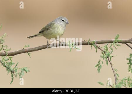 Orangenkronen-Warbler (Leiothlypis celata) auf einem Zweig, Texas, USA, Nordamerika Stockfoto
