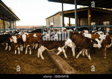 Gruppe junger Kälber im Futterplatz Stockfoto