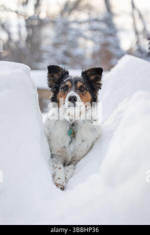 Australian Shepherd sitzt auf einem verschneiten Pfad, umgeben von tiefem Schnee. Stockfoto