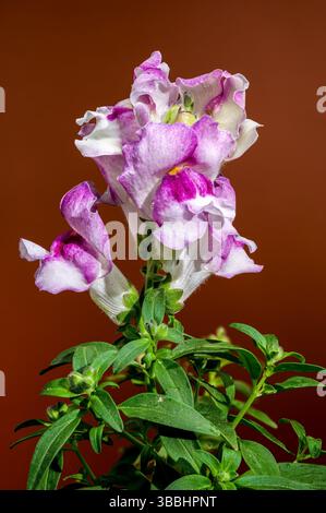 Üppiges Pink und weißer Snapdragon blüht gegen ein warmes Braun Stockfoto