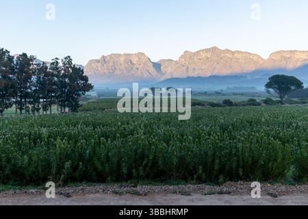 Rosafarbene Protea-Knospen auf einem grünen Feld mit Bergblick Stockfoto