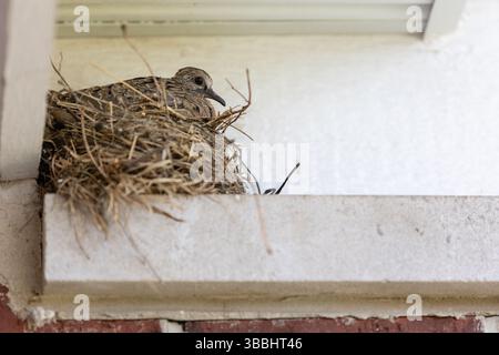 Trauertaube, die in einem Nest auf einem Felsvorsprung unter einer Dachtraufe ruht. Stockfoto