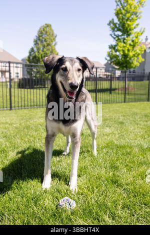 Glücklicher Hund steht auf grünem Gras mit einem Spielzeug in der Gartensonne. Stockfoto