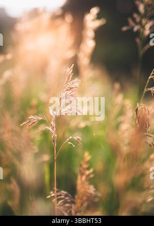 Goldene Gräser im sanften Abendlicht Stockfoto