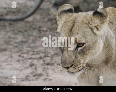 Nahaufnahme Porträt einer Löwin Stockfoto