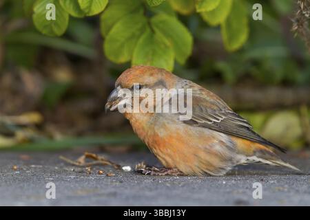 Parrot Gegenwechsel - Kiefernkreuzschnabel - Loxia pytyopsittacus, Deutschland. Männliche Stockfoto