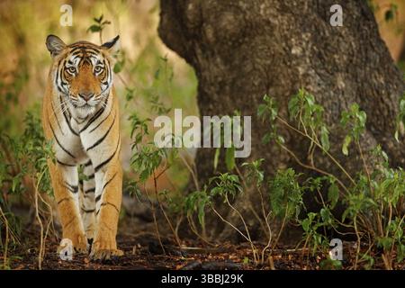Große Katze, gefährdete Tiere im Wald versteckt. Ende der Trockenzeit. Tiger beim Wandern in grüner Vegetation. Wildes Asien, Tierwelt Indien. Indischer Tiger, wilde Anima Stockfoto