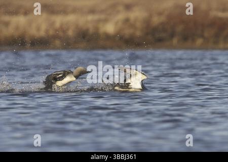 Pacific Loon (Gavia pacifica) Paarung, Manitoba, Kanada, Nordamerika Stockfoto