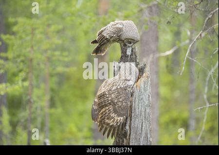 Großauze (Strix nebulosa), männlich, der auf Nest mit Mäusebeute im Schnabel landet, Suomussalmi, Finnland, Europa Stockfoto