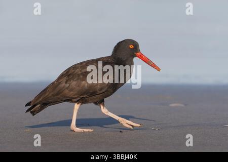 Schwarzer Austernfänger (Haematopus bachmani), der an Land auf der Suche ist, Kalifornien, USA, Nordamerika Stockfoto