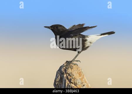 Trauer Wheatear (Oenanthe lugens warriae) auf einem Stein, Eilat, Israel, Asien Stockfoto