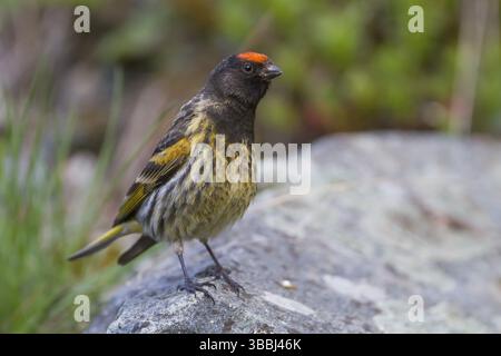 Red-fronted Serin - Rotstirngirlitz - Serinus pusillus: Kasachstan Stockfoto