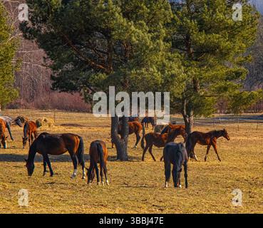 Herde von Pferden, die im Frühjahr frei auf einer sonnigen Weide weiden, umgeben von Kiefern. Stockfoto