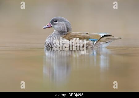 Mandarin Ente (Aix galericulata) weiblich, Hessen, Deutschland, Europa Stockfoto