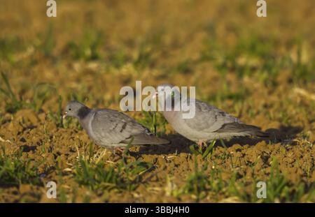 Stock Dove (Columba oenas) Paar, Niederlande Stockfoto