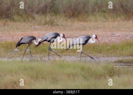Wattled Crane, Grus carunculata, Botswana, Chobe NP, Afrika Stockfoto