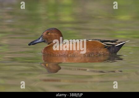 Zimt-Teal (Spatula cyanoptera) männlich, Texas, USA, Nordamerika Stockfoto