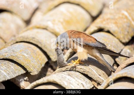 Kleiner Kestrel (Falco naumanni) männlich auf einem Dach mit Mäusebeute im Schnabel, Kastilien-La Mancha, Spanien, Europa Stockfoto