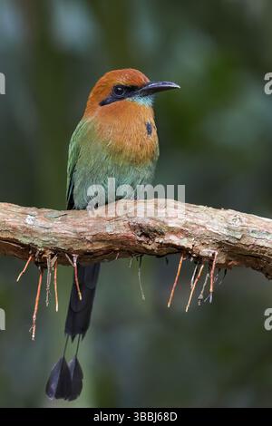 Breitschnabel-Motmot (Electron platyrhynchum) auf einer Niederlassung in Panama, Zentralamerika Stockfoto