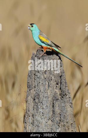 Goldschulterpapagei (Psephotellus chrysopterygius) männlich, Queensland, Australien, Ozeanien Stockfoto