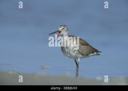 Willet (Tringa semipalmata) Calling, Florida, USA, Nordamerika Stockfoto