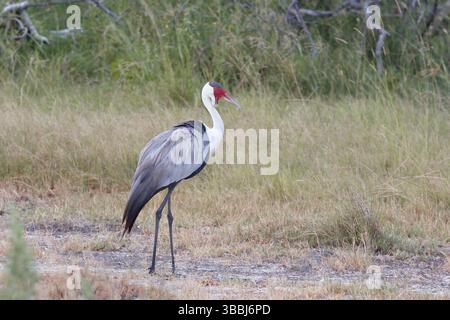 Wattled Crane, Grus carunculata, Botswana, Chobe NP, Afrika Stockfoto