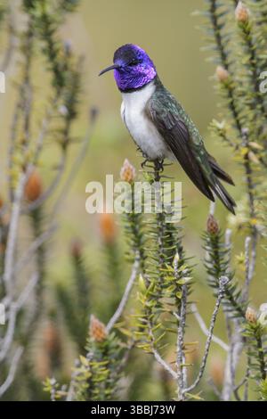 Der ecuadorianische Hillstar (Oreotrochilus chimborazo) thront auf einer Blume in Ecuador Stockfoto