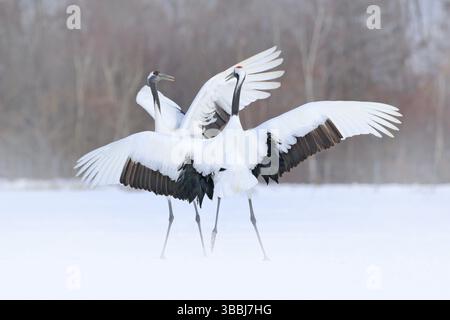 Tanzendes Paar Rotkronenkran mit offenem Flügel im Flug, mit Schneesturm, Hokkaido, Japan. Vogel im Flug, Winterszene mit Schnee. Liebe Tanz in der Natur Stockfoto