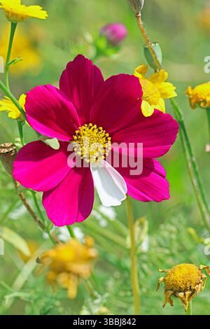 Spätsommer. Die Sonne scheint auf einem Vollbild einer hellrosa Cosmos bipinnatus Blume mit einem weißen Blütenblatt umgeben von Maismarigolds. Stockfoto