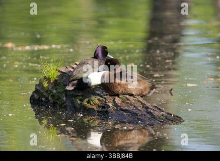 Männliche und weibliche Enten von Aythya fuligula ruhen friedlich auf einem moosigen Baumstamm in einem ruhigen Teich, umgeben von Reflexionen und Grün. Stockfoto