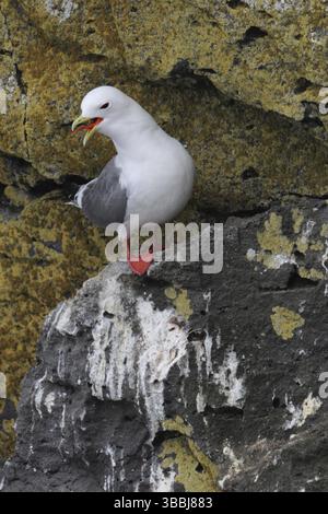 Rotbeinige Kittiwake (Rissa brevirostris), Alaska, USA, Nordamerika Stockfoto