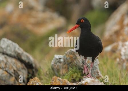 Afrikanischer Austernfänger (Haematopus moquini), Ostkap, Südafrika, Afrika Stockfoto