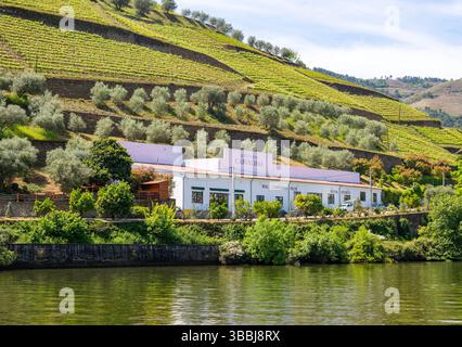 Quinta das Carvalhas, Royal Porto Real Companhia Velha, in der Nähe von Pinhão, Douro-Tal, Alto Douro, Portugal, Europa Stockfoto