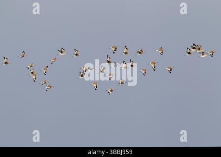 Willet (Tringa semipalmata), Florida, USA, Nordamerika Stockfoto
