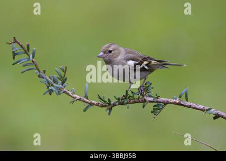 Gemeine Chaffinch (Fringilla coelebs) weiblich, Berlin, Deutschland, Europa Stockfoto