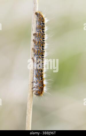 Eggar lasiocampa Quercus - Oag-Eichenspinner, Schweiz (Tessin), Larven Stockfoto