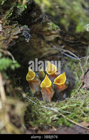 Europäische Robin (Erithacus rubecula) bettelnde Küken in Nest, Hessen, Deutschland, Europa Stockfoto