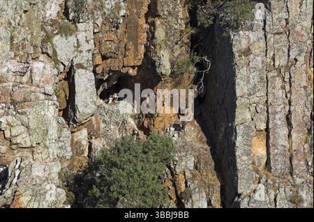 Schwarzstorch (Ciconia nigra) Nest, Extremadura, Spanien, Europa Stockfoto