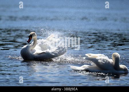 Essen, Deutschland. Mai 2025. Ein Schwan schlägt seine Flügel auf dem Lake Baldeney. Gegen Ende der Woche wird es in Nordrhein-Westfalen warm bleiben. Am Sonntag werden die Wolken zunehmen und es gibt vereinzelte Regenschauer. Quelle: Federico Gambarini/dpa/Alamy Live News Stockfoto