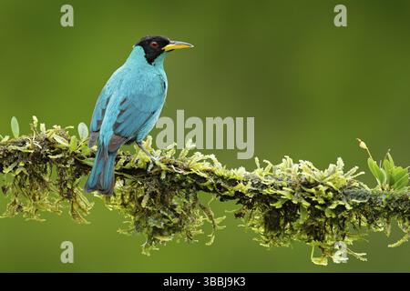 Grüner Honigkräher, Chlorophanes Spiza, exotischer tropischer Malachit-grüner und blauer Vogel aus Costa Rica. Tangare aus tropischem Wald. Nahaufnahme Porträt von Stockfoto