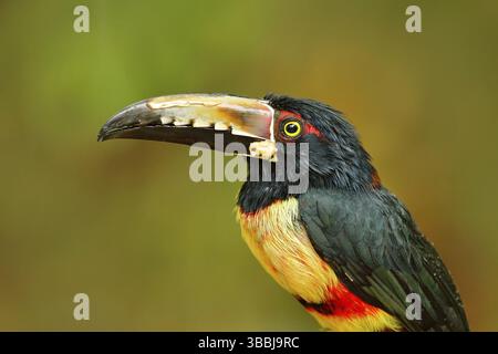Tukan-Porträt. Aracari mit Kragen, Pteroglossus torquatus, Vogel mit großer Segel. Tukan sitzt auf dem Ast im Wald, Costa Rica. Naturvogel Stockfoto